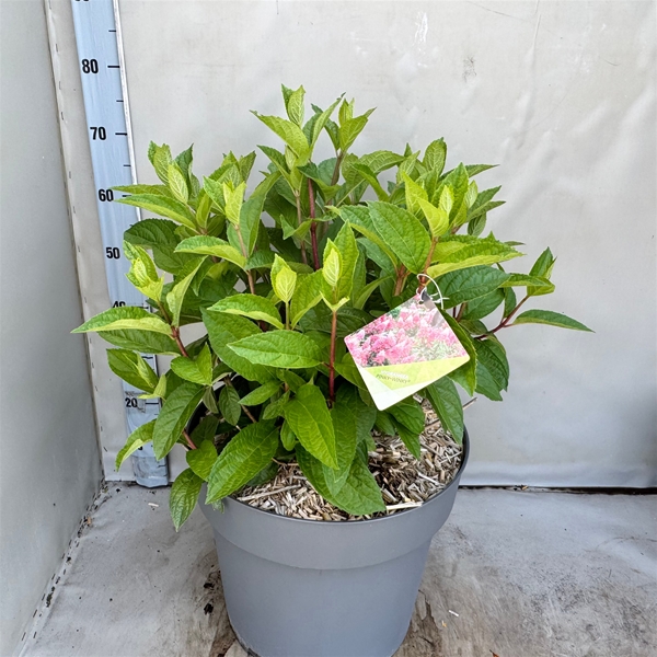 Hydrangea Paniculata Pinky Winky 