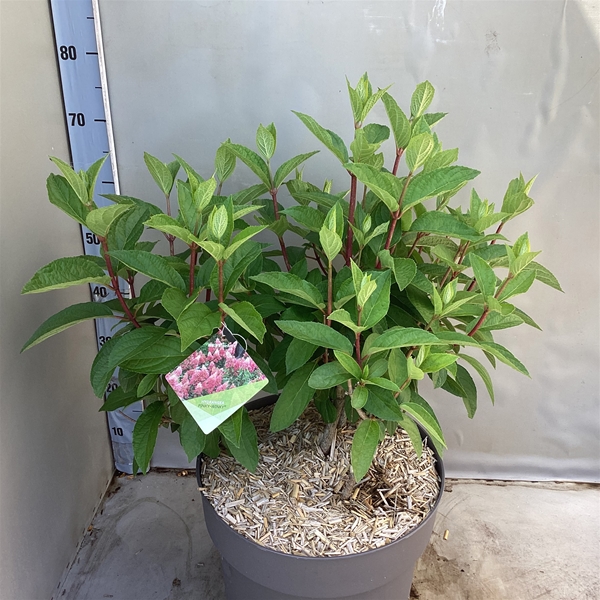 Hydrangea Panicuala Pinky Winky