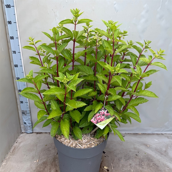 Hydrangea Panicuala Pinky Winky