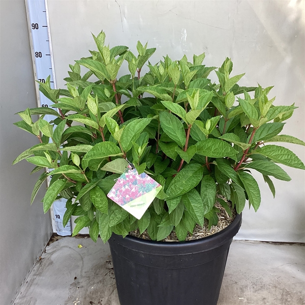 Hydrangea Paniculata Pinky Winky