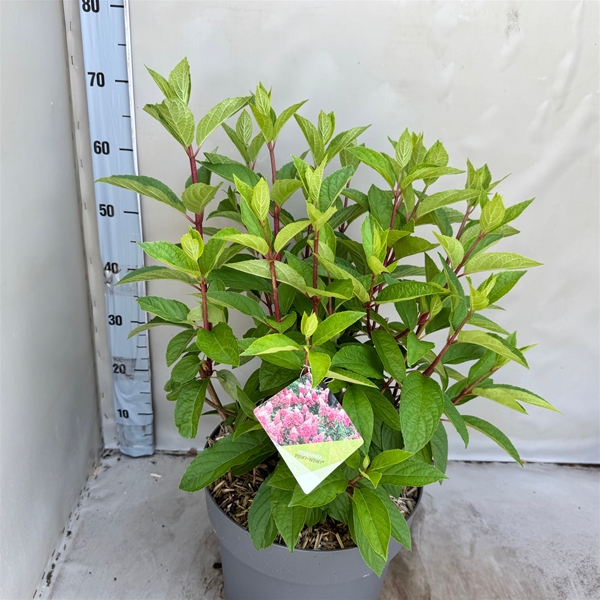 Hydrangea Paniculata Pinky Winky