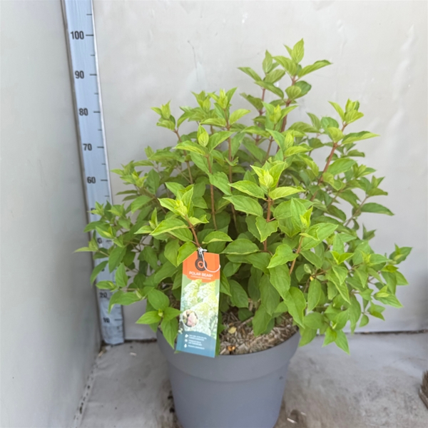 Hydrangea Paniculata Polar Bear