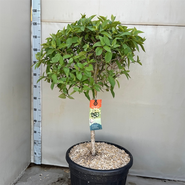 Hydrangea Paniculata Polar Bear Stam XL