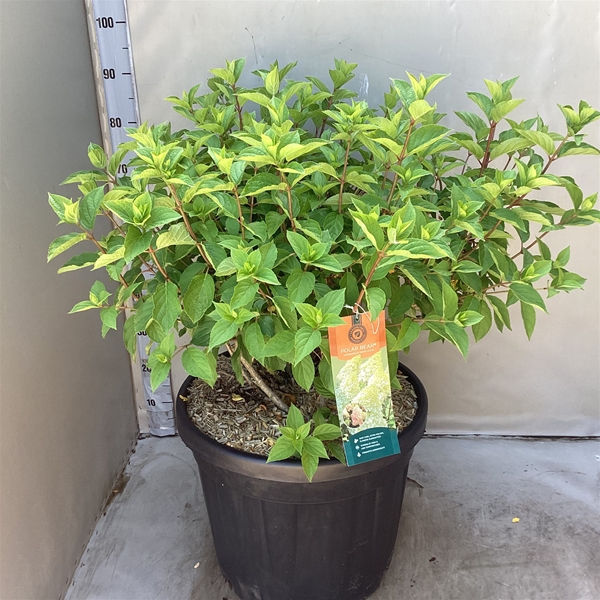 Hydrangea Paniculata Polar Bear