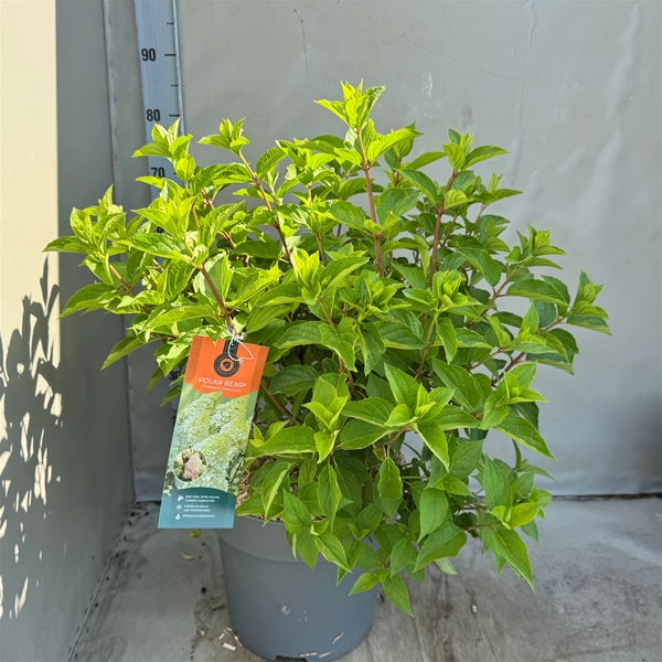 Hydrangea Paniculata Polar Bear