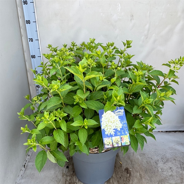 Hydrangea Paniculata Skyfall