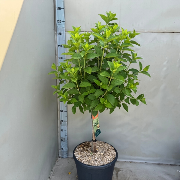 Hydrangea Paniculata Limelight Stam