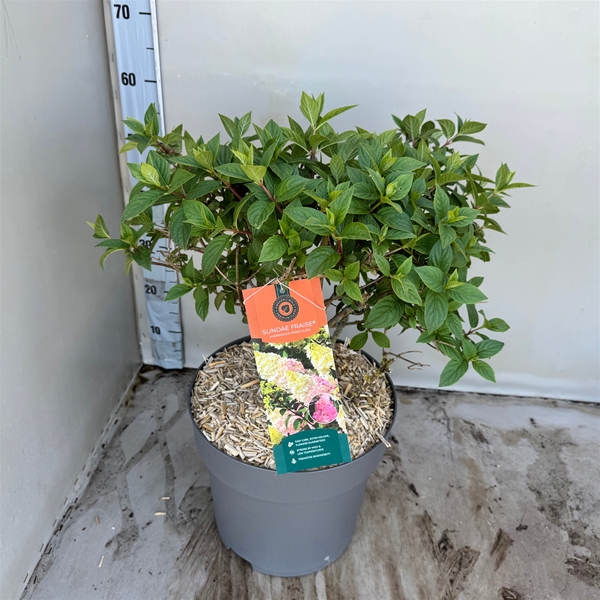 Hydrangea Paniculata Sundae Fraise
