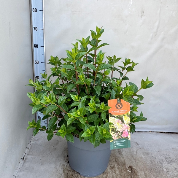 Hydrangea Paniculata Sundae Fraise