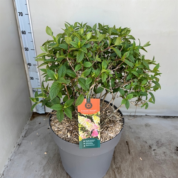 Hydrangea Paniculata Sundae Fraise