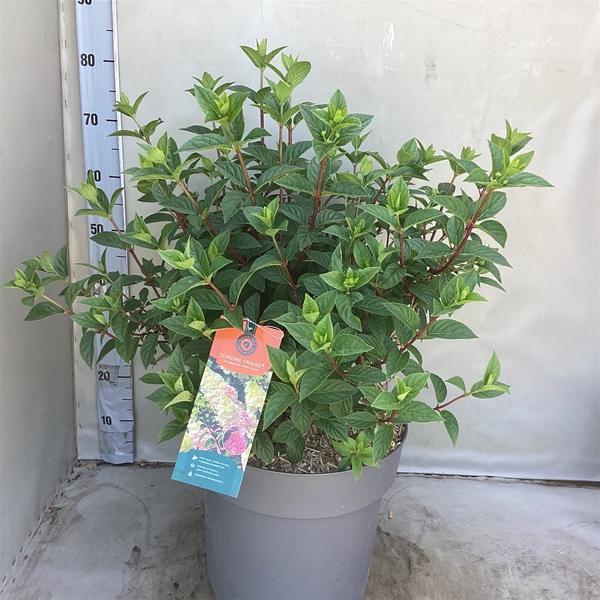 Hydrangea Paniculata Sundae Fraise