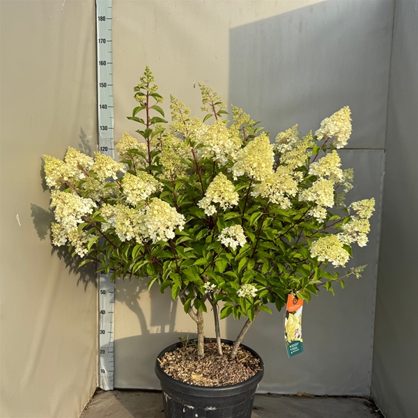 Hydrangea paniculata Vanille fraise korte multistam C45