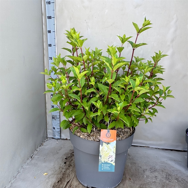 Hydrangea Paniculata Vanille Fraise
