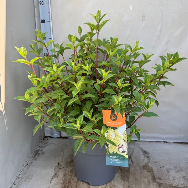 Hydrangea Paniculata Vanille Fraise