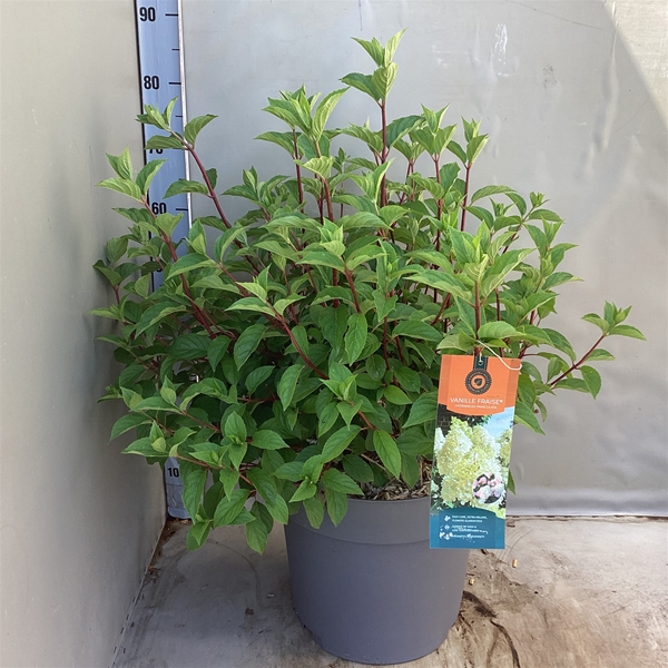Hydrangea Paniculata Vanille Fraise