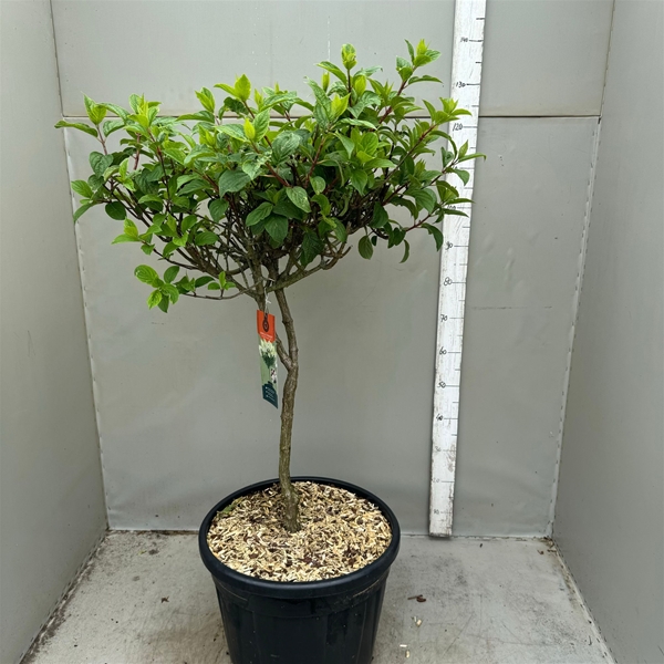 Hydrangea Paniculata Vanille Fraise Stam