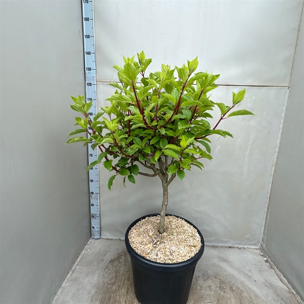 Hydrangea Paniculata Vanille Fraise Stam
