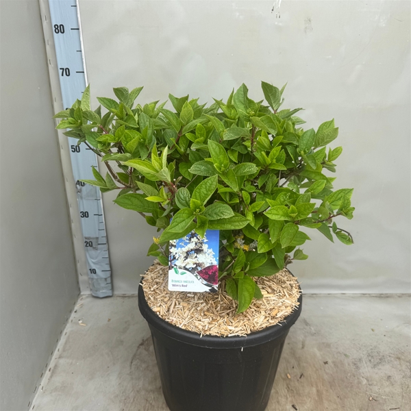 Hydrangea Paniculata Wims Red