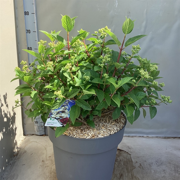 Hydrangea Paniculata Wim’s Red