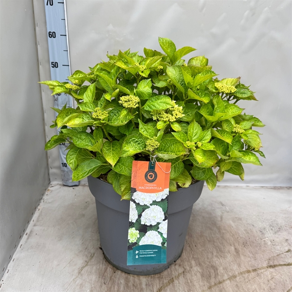 Hydrangea Macrophylla Wudu Weiss
