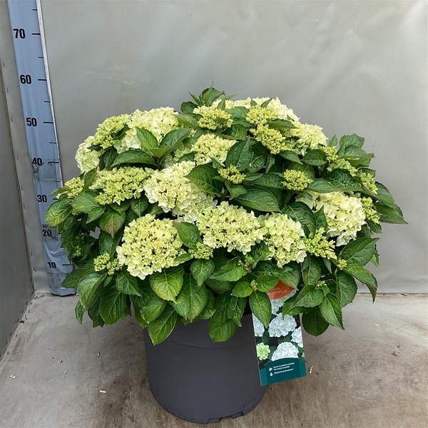 Hydrangea Macrophylla Wudu Weiss