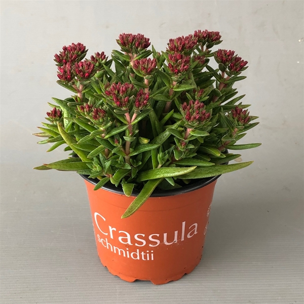 Crassula Schmidtii Rot