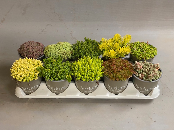 Sedum Mixtray