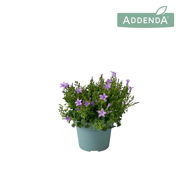 Campanula Ambella Lavender 