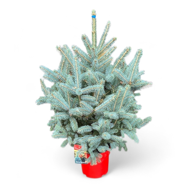 Picea Pungens Super Blue