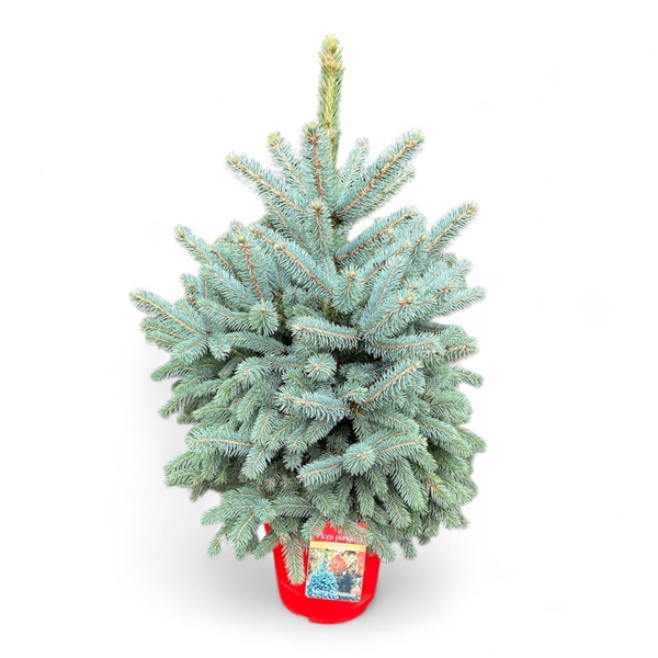 Picea Pungens Super Blue 