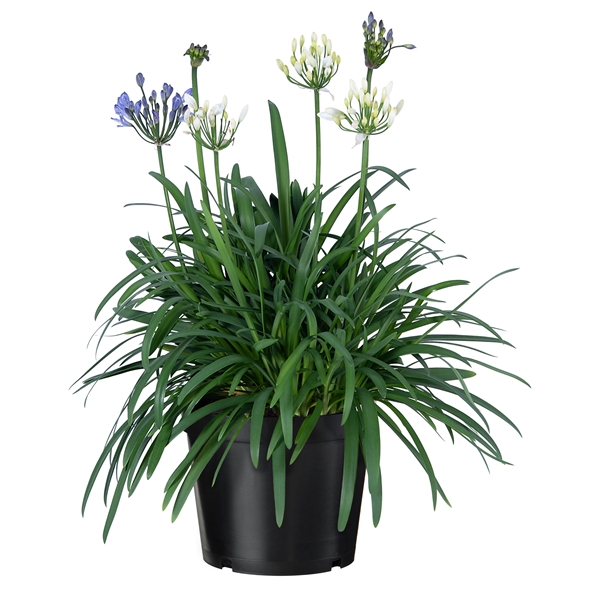 Agapanthus Summer Love Duo