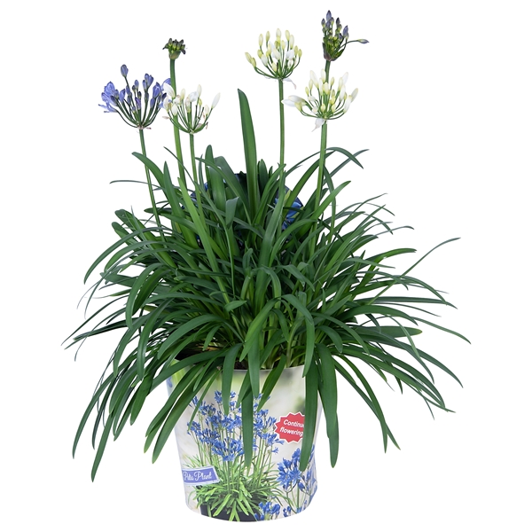 Agapanthus Summer Love Duo