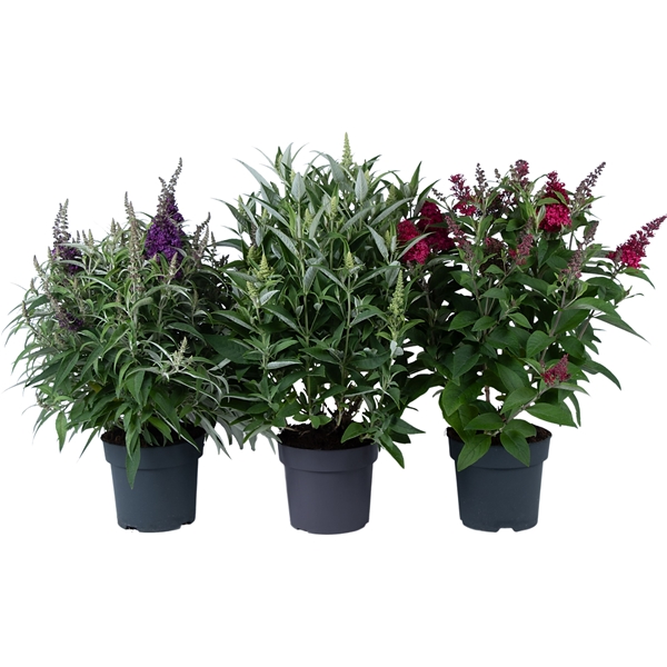 Buddleja Candy Mix