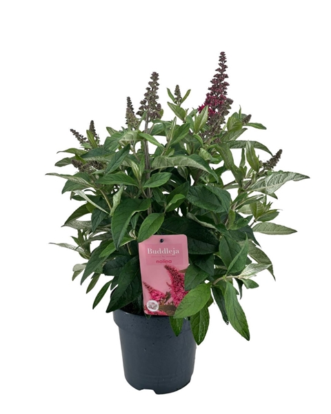 Buddleja Candy Little Pink