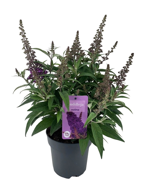 Buddleja Candy Little Lila