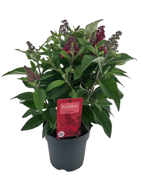 Buddleja Candy Little Rot