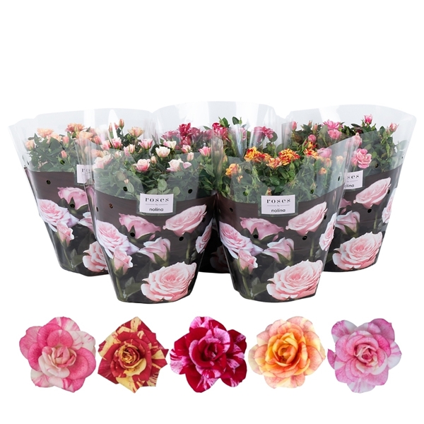 Rosa Victory Mix