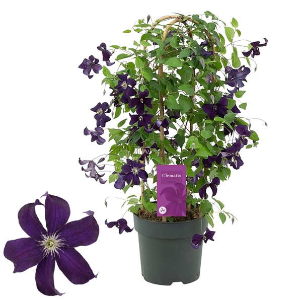 Clematis Garland Ayako Bogen