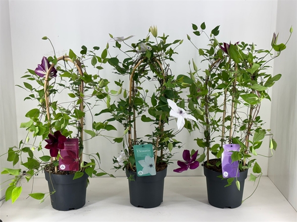 Clematis Garland Bogen Mixlage