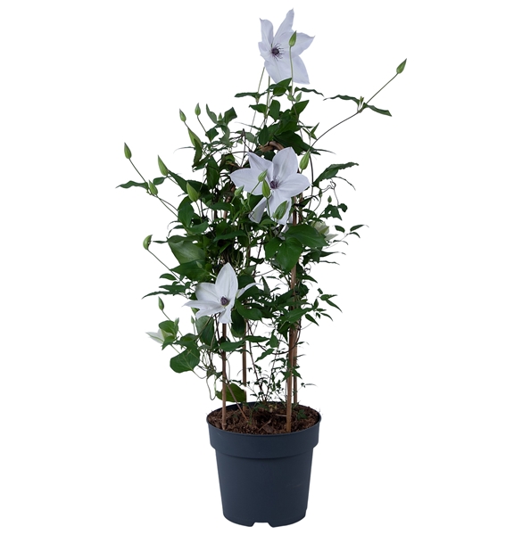 Clematis Garland Weiss Bogen