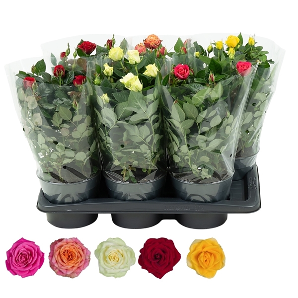 Rosa Palace Mixtray