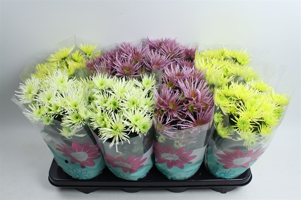 Chrysanthemum Anansi Mixtray