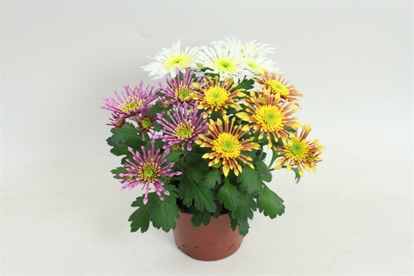Chrysanthemum Splash Intense Trio