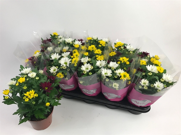 Chrysanthemum Stream Mix Fusion