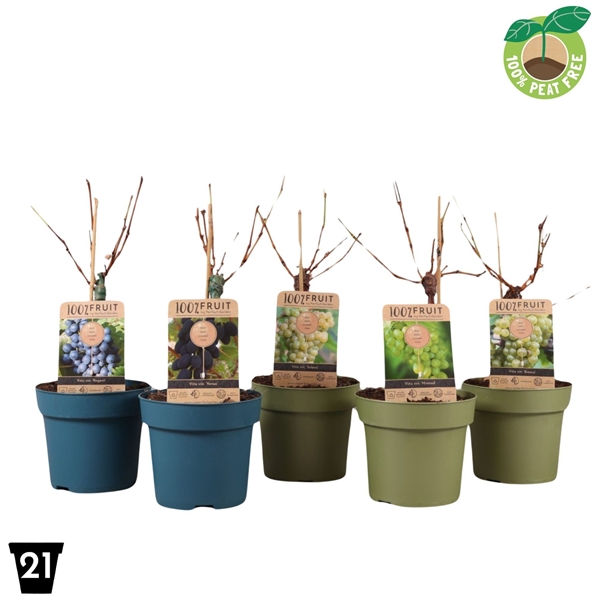 Vitis Vinifera Stam Mixlage