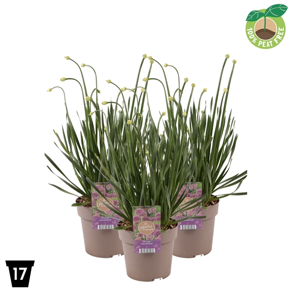 Allium Millenium