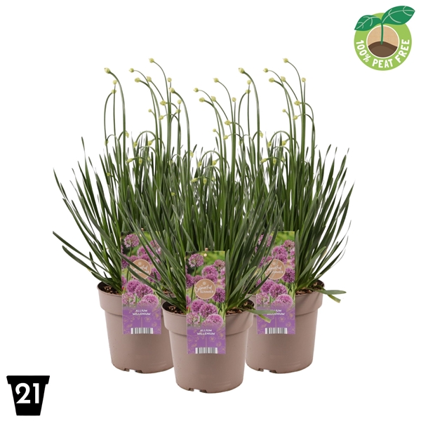 Allium Millenium