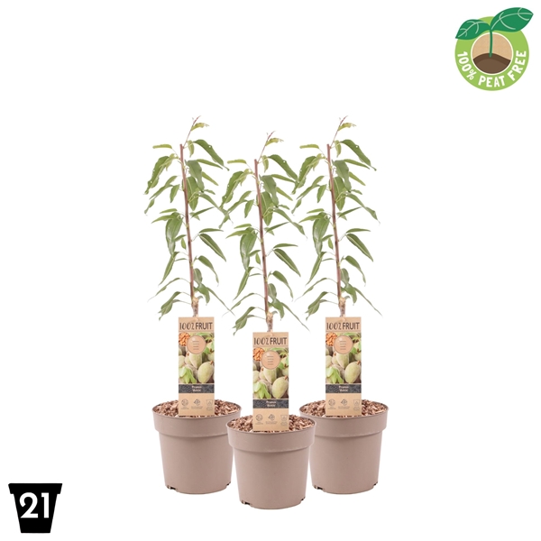 Prunus Dulcis Mandelbaum