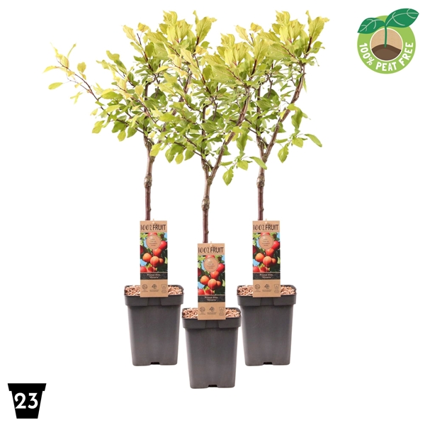 Prunus Domestica Victoria Pflaumen