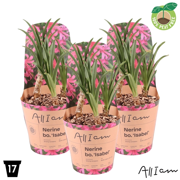 Nerine Isabel